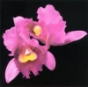 Orchid